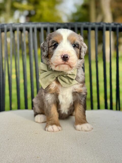 bernedoodle puppy