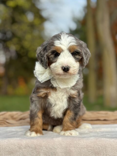 bernedoodle puppy