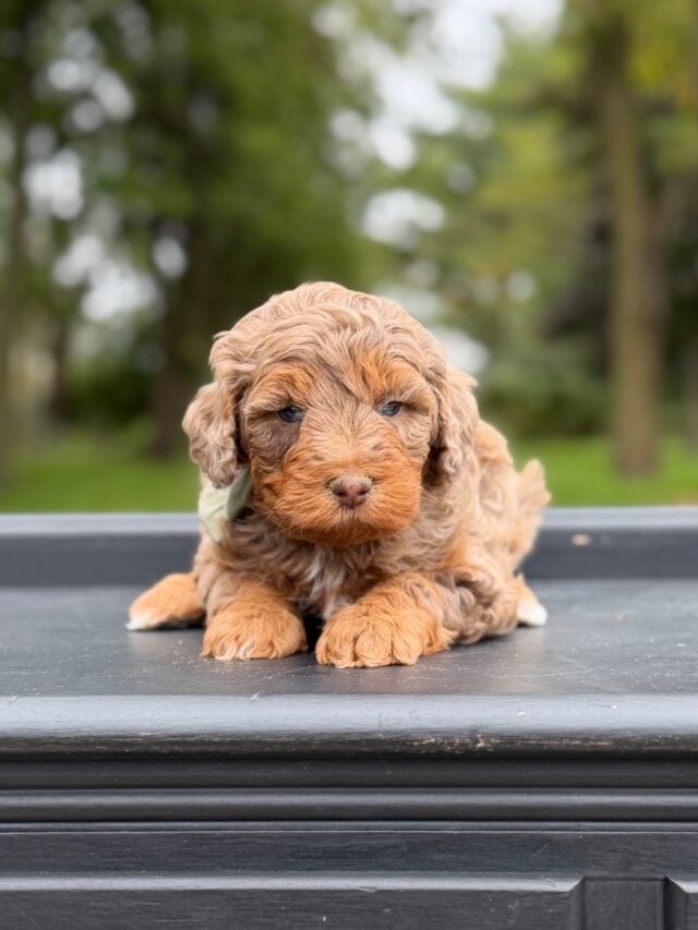 bernedoodle puppy