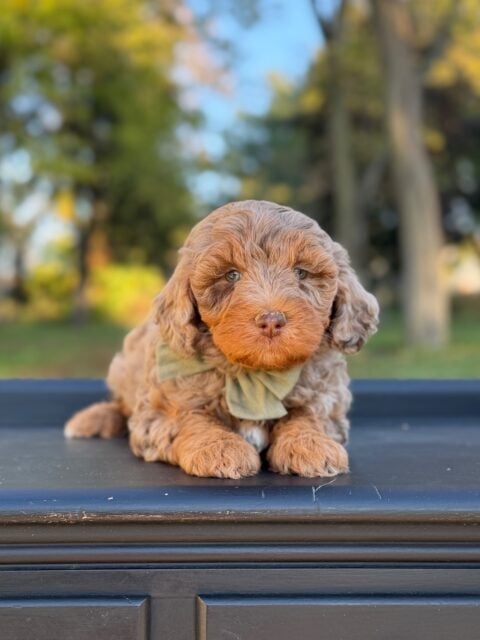 bernedoodle puppy