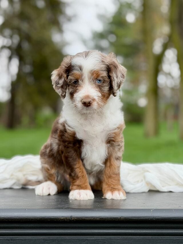 bernedoodle puppy