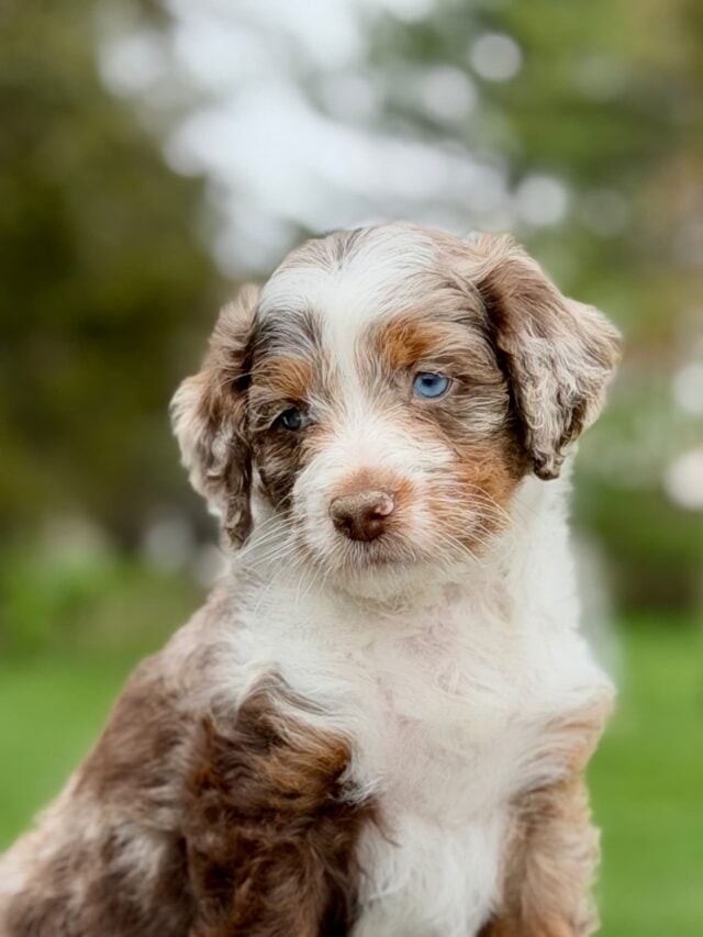 bernedoodle puppy