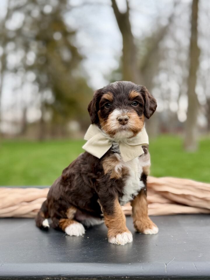 bernedoodle puppy