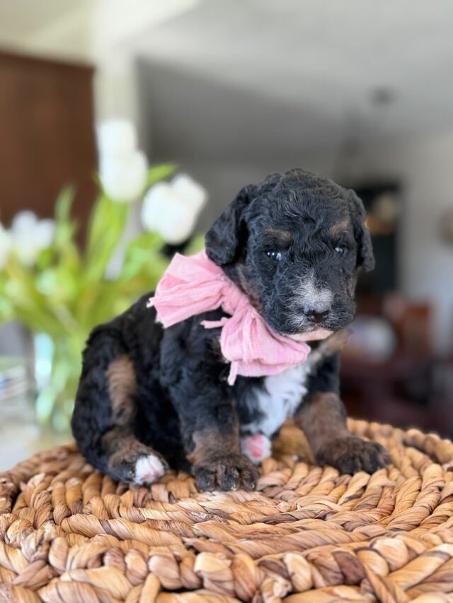 bernedoodle puppy