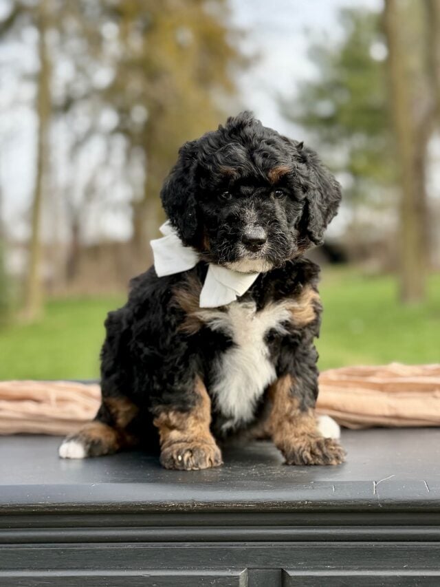 bernedoodle puppy