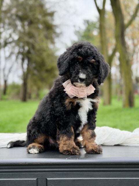 bernedoodle puppy