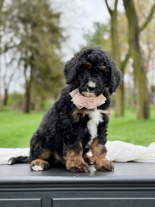 bernedoodle puppy
