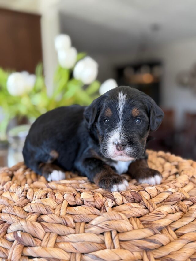 bernedoodle puppy