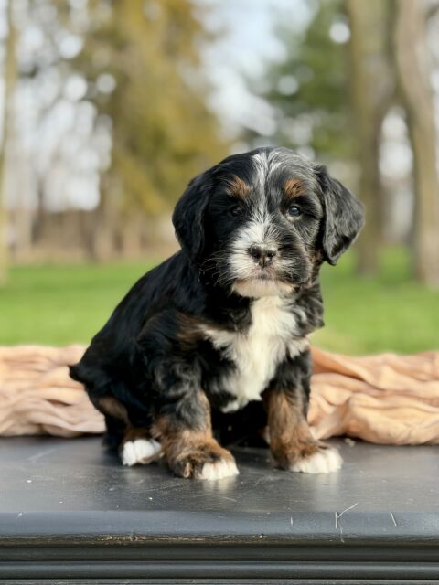 bernedoodle puppy