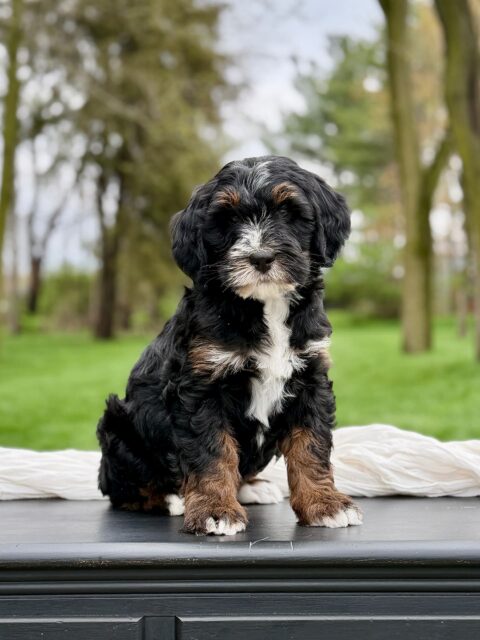 bernedoodle puppy