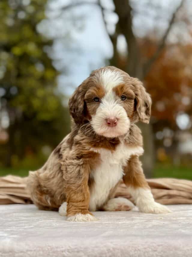 bernedoodle puppy
