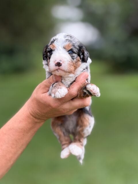 bernedoodle puppy