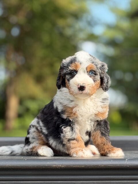 bernedoodle puppy