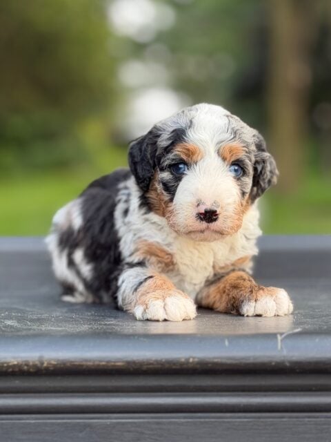 bernedoodle puppy
