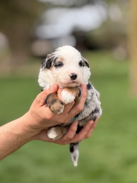 bernedoodle puppy