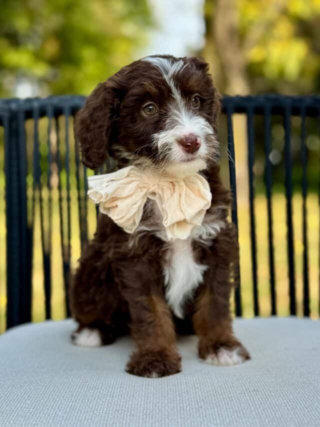 bernedoodle puppy