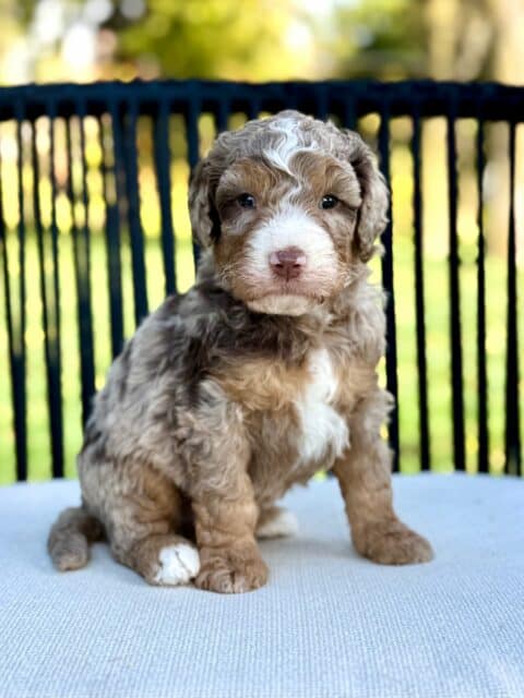 bernedoodle puppy