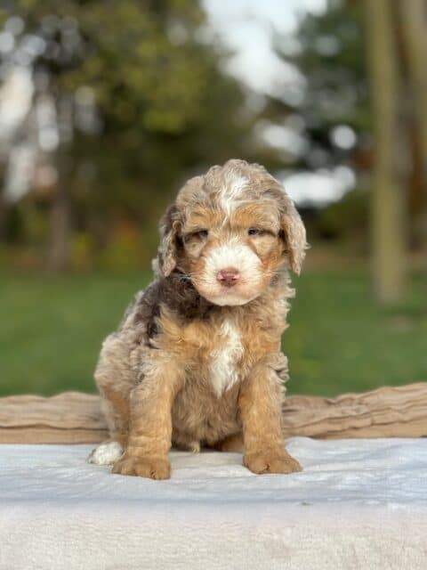 bernedoodle puppy