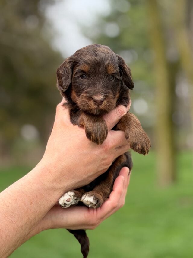 bernedoodle puppy