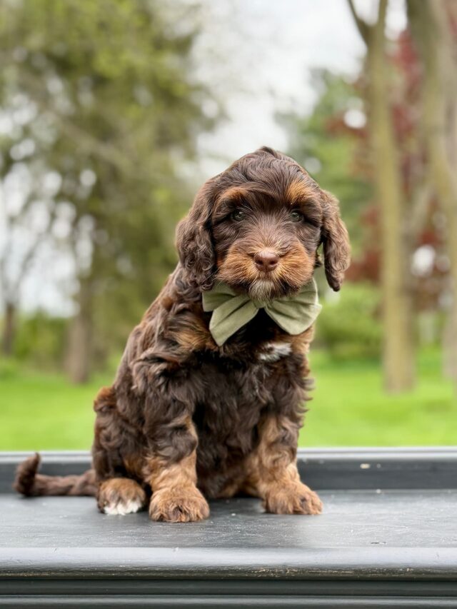bernedoodle puppy