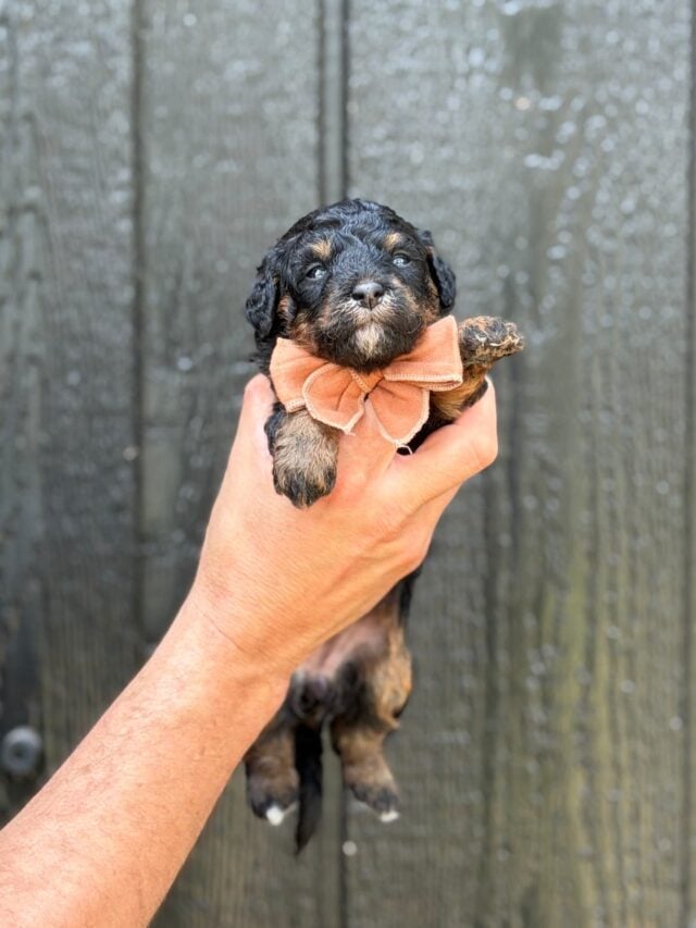 bernedoodles puppy