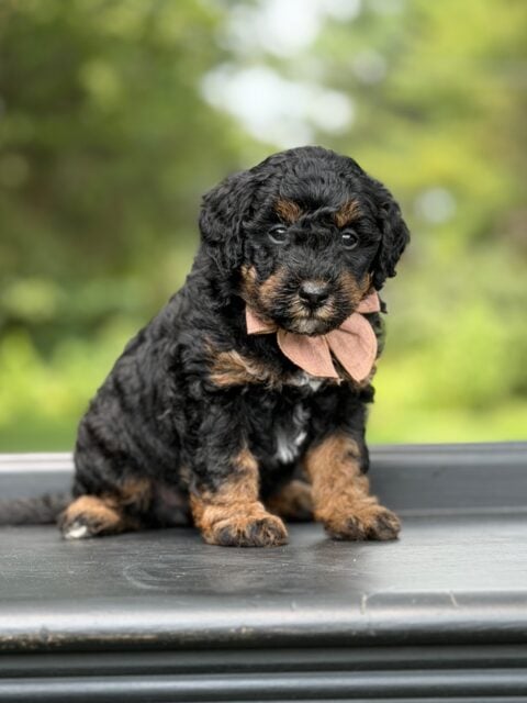 bernedoodle puppy
