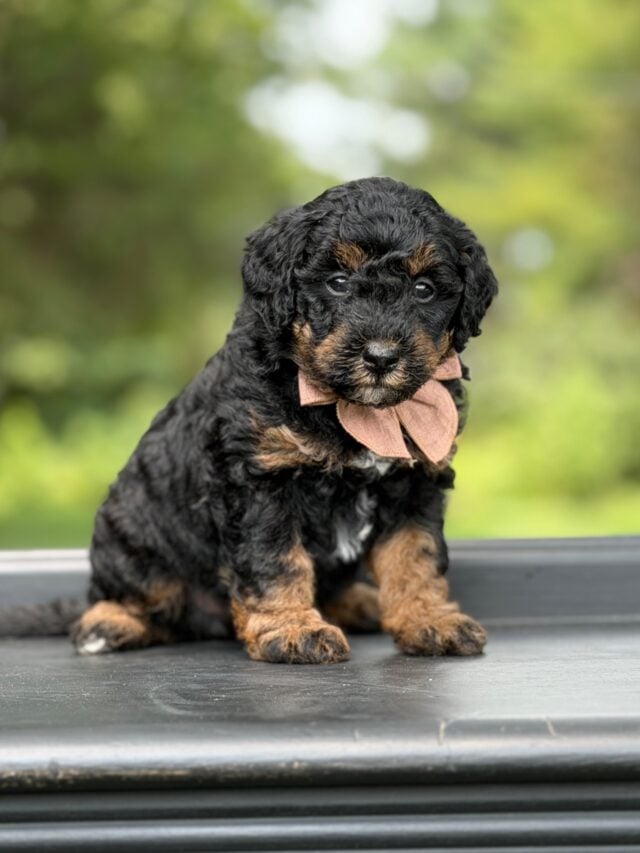 bernedoodle puppy