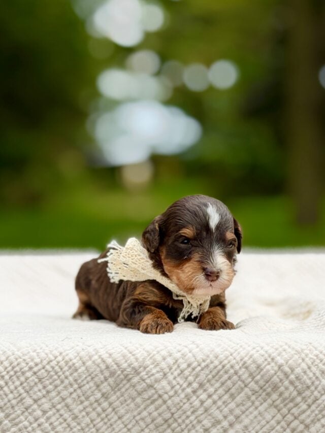 bernedoodles puppy