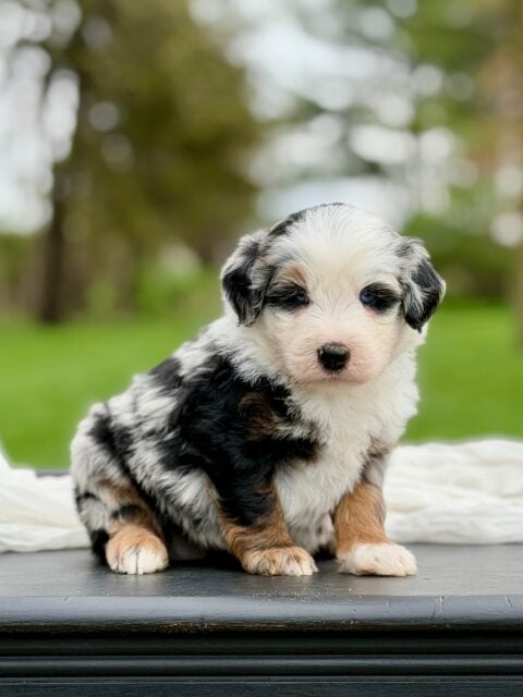 bernedoodle puppy