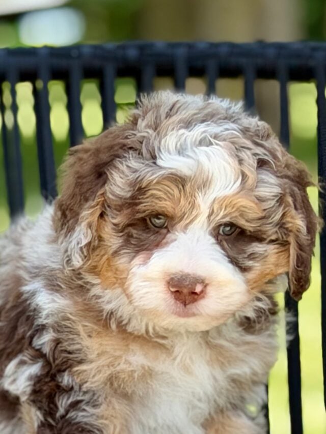 bernedoodle puppy