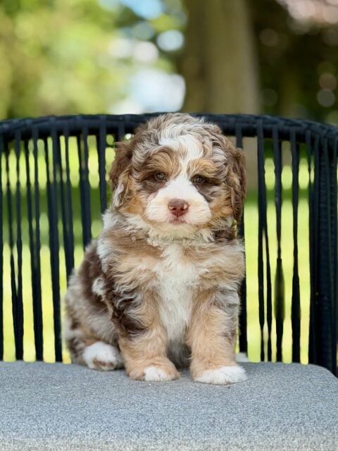 bernedoodle puppy