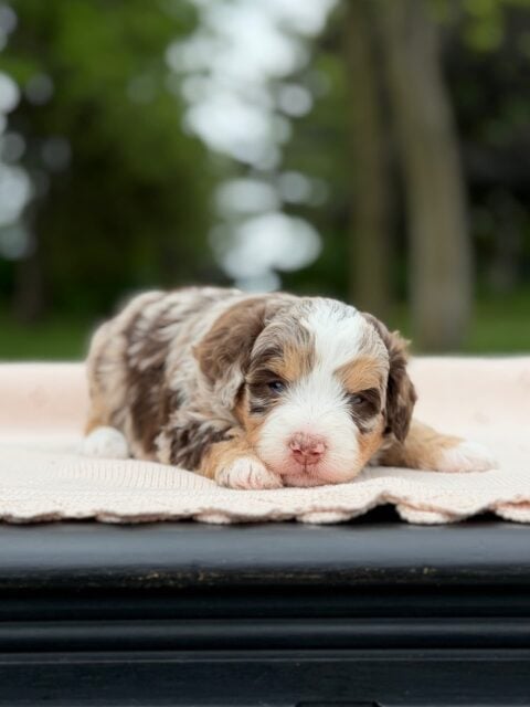 bernedoodle puppy