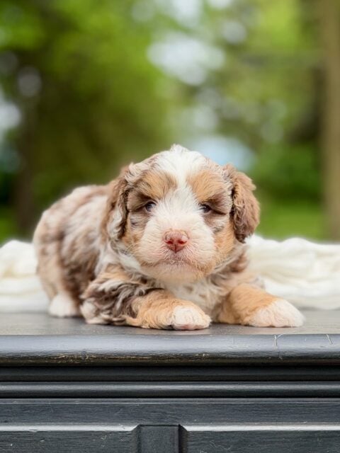 Bernedoodle puppy