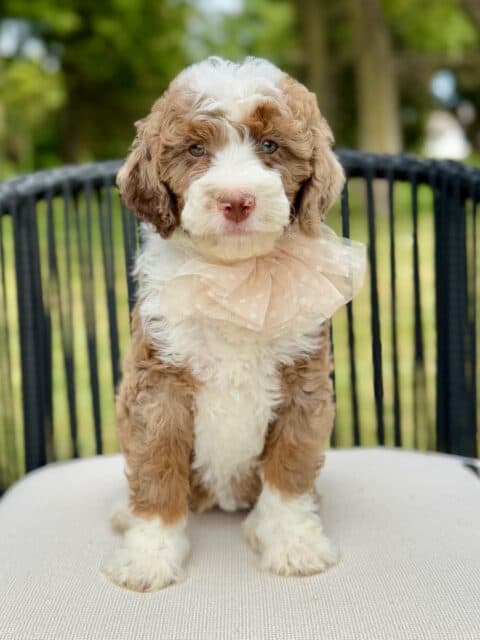 bernedoodle puppy