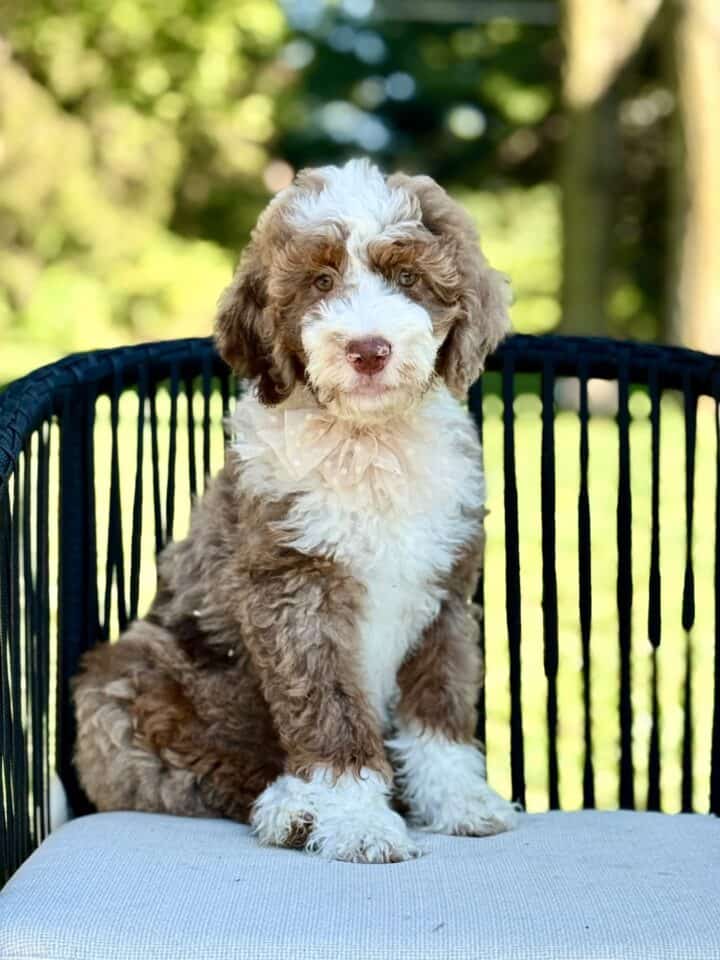 bernedoodle puppy