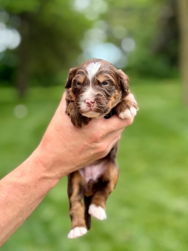 bernedoodle puppy