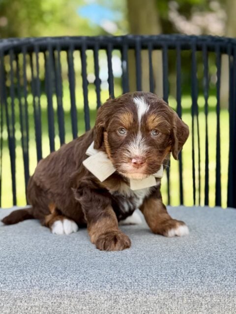bernedoodle puppy