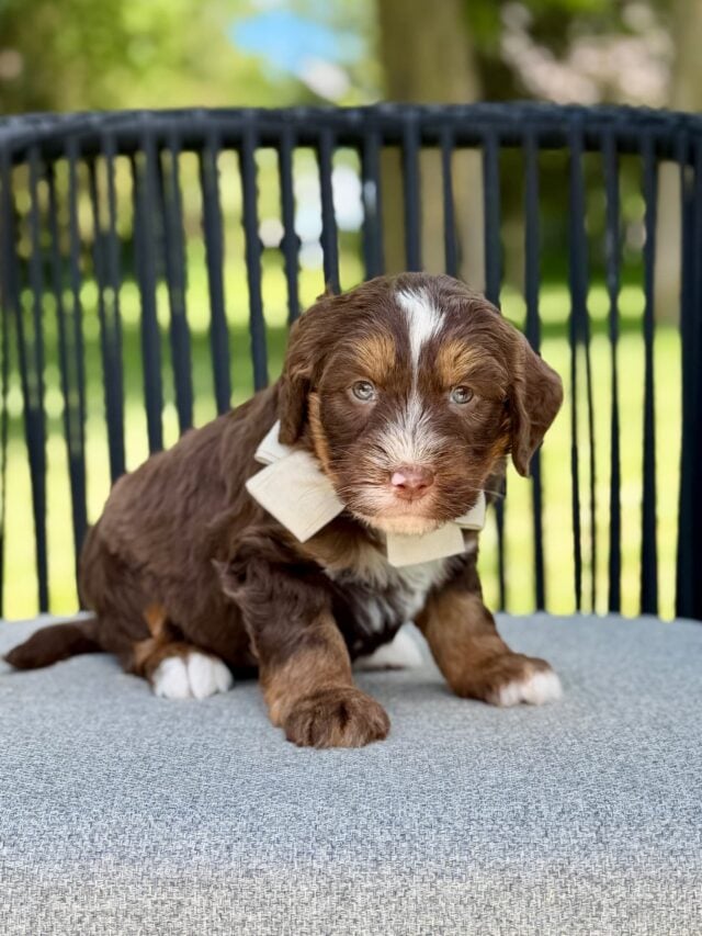 bernedoodle puppy