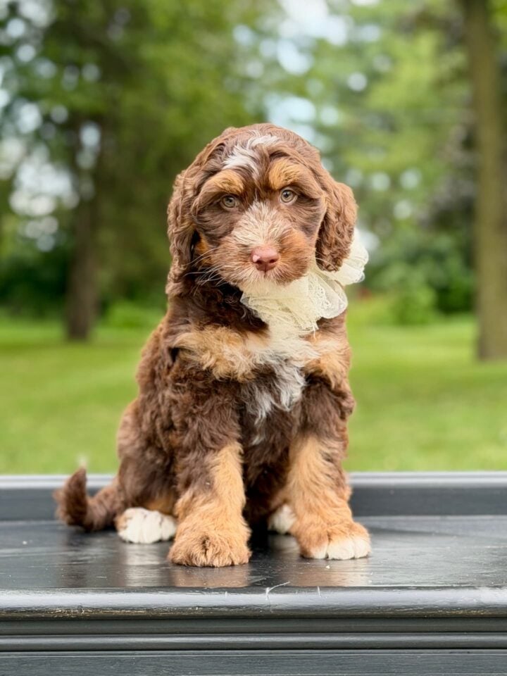 bernedoodle puppy