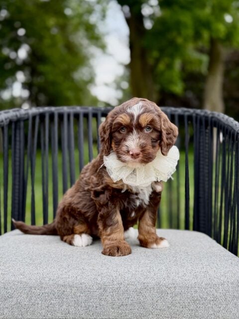 bernedoodle puppy