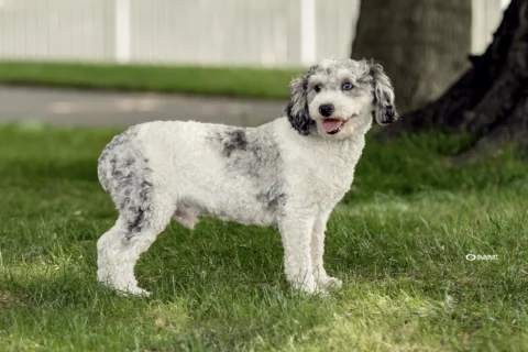 Bernedoodle with CDPA Syndrome