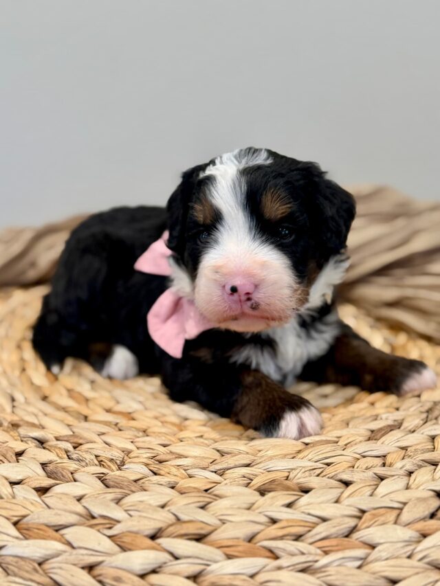 bernedoodle puppy