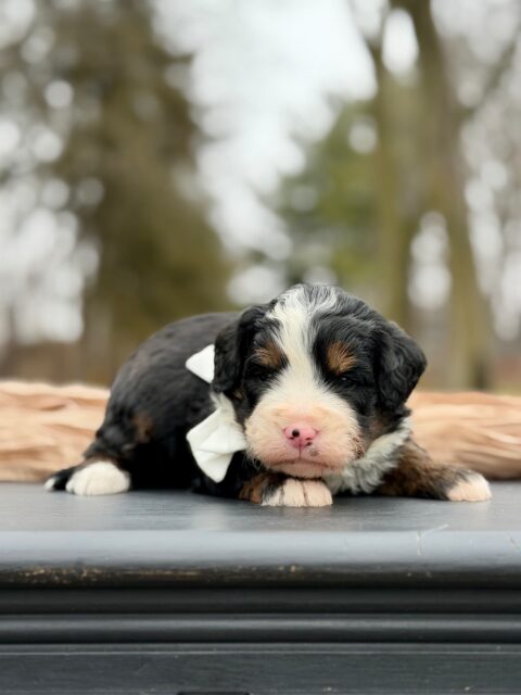 bernedoodle puppy