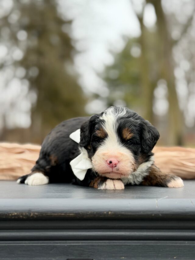 bernedoodle puppy