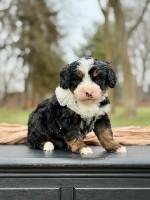 bernedoodle puppy