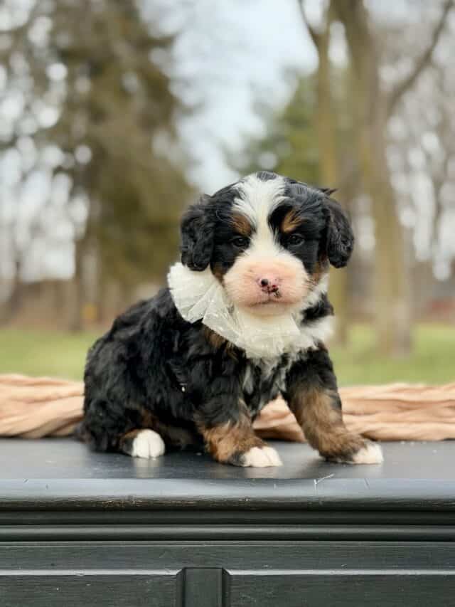 bernedoodle puppy