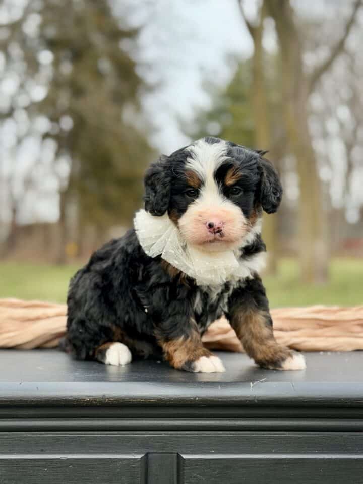 bernedoodle puppy