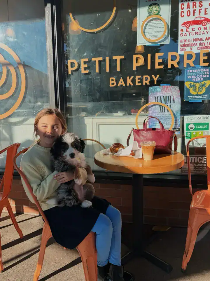 Chamomile the Bernedoodle sitting with big sister for a coffee date