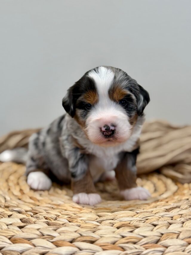 bernedoodle puppy