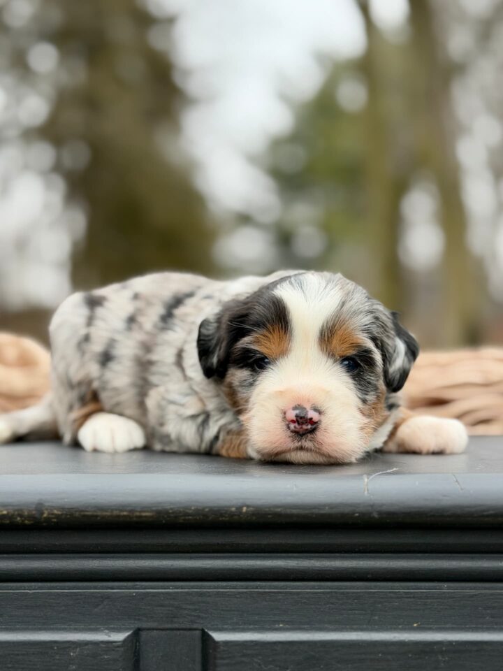 bernedoodle puppy